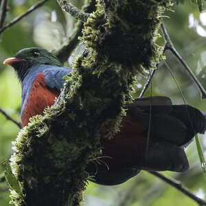 Quetzal pavonin