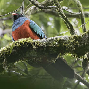 Quetzal pavonin