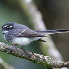 Rhipidure gris