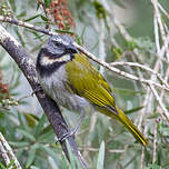 Saltator des grands-bois