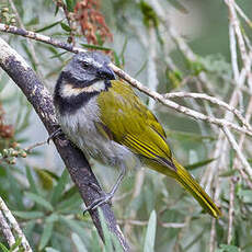 Saltator des grands-bois