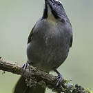 Saltator des grands-bois