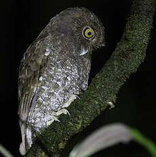 Scops du Chocó