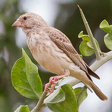 Serin à croupion blanc