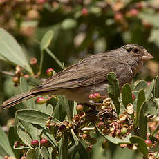 Serin à croupion jaune