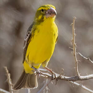 Serin à gros bec
