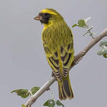 Serin à masque noir