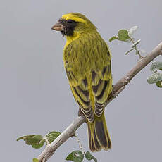 Serin à masque noir