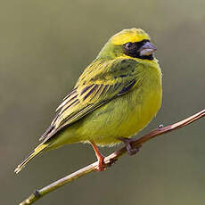 Serin à masque noir