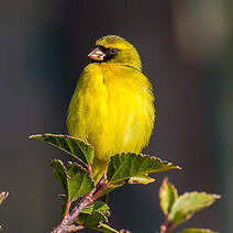 Serin d'Abyssinie