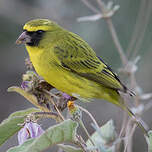 Serin d'Abyssinie