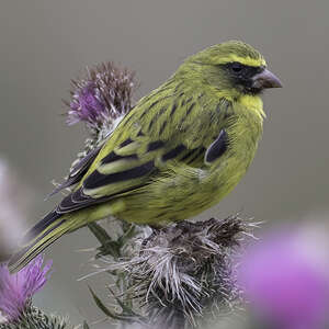 Serin d'Abyssinie