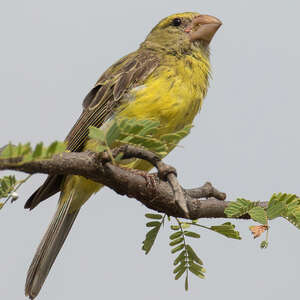 Serin de Buchanan