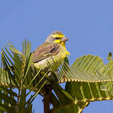 Serin du Mozambique