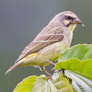 Serin du Mozambique