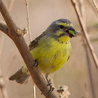 Serin du Mozambique