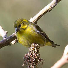 Serin du Tibet