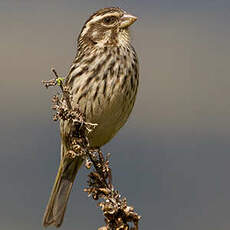 Serin strié