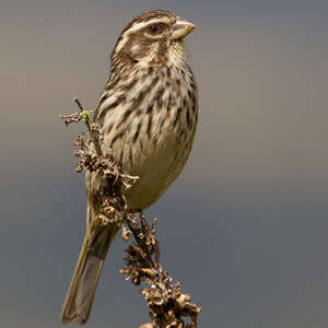 Serin strié