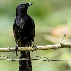 Shama de Cebu