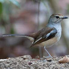 Shama de Madagascar