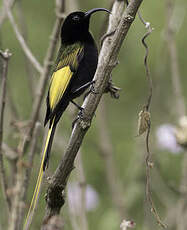 Souimanga à ailes dorées