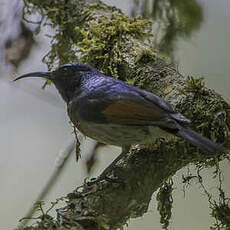 Souimanga à ailes rousses