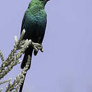 Souimanga malachite