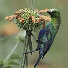 Souimanga malachite