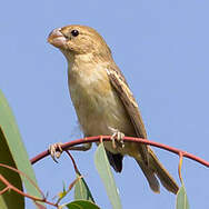 Parrot-billed Seedeater