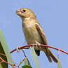 Parrot-billed Seedeater