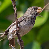Parrot-billed Seedeater