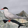 Antarctic Tern
