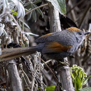 Synallaxe de Coursen