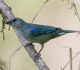 Tangara à épaulettes bleues