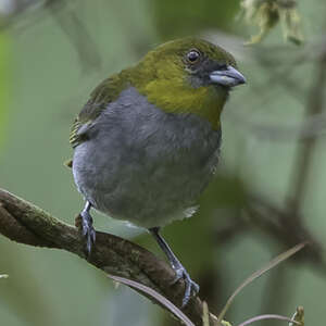 Tangara à gorge jaune