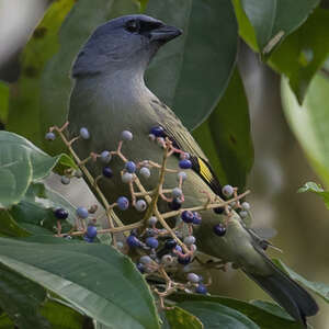 Tangara à miroir jaune Thraupis abbas