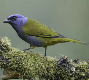 Tangara à tête bleue