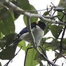 Tangara sucrier