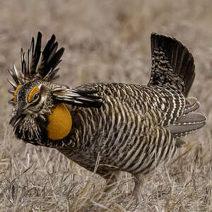 Tétras des prairies