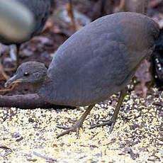 Tinamou cendré