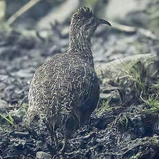 Tinamou des Andes