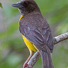 Tisserin bicolore