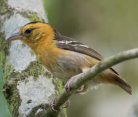 Tisserin de Sao Tomé