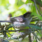 Tohi leucoptère