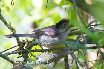 Tohi leucoptère