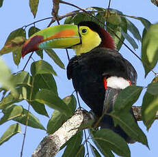 Toucan à carène