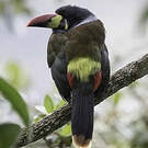 Toucan bleu