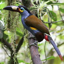 Toucan montagnard