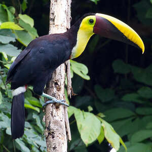 Toucan tocard